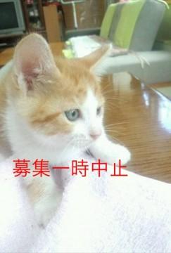 茶白、三毛の6匹の女の子です