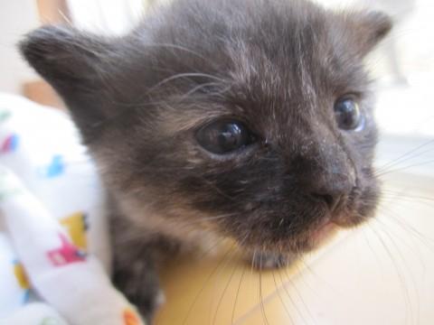 かなり、かわいいですよ。
