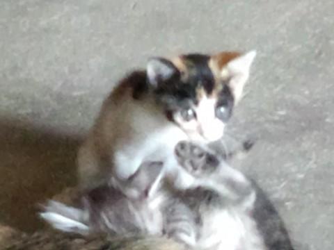 2匹はキジトラ？見たいな感じです