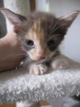 とても珍しい毛色の白×薄茶×グレ