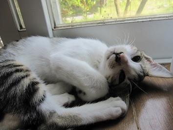 きじ白で手足が長くすらりとしたき