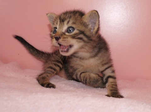 キジトラ♀尾長　
人の傍が大好