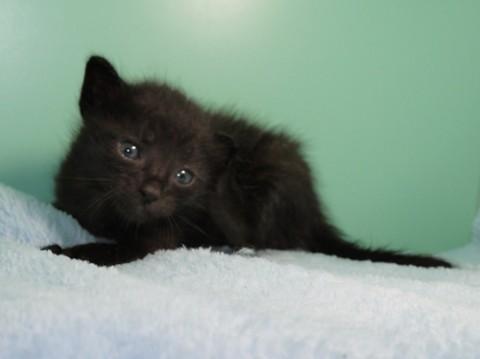 クロ♂ 尾長　
人の傍が大好き