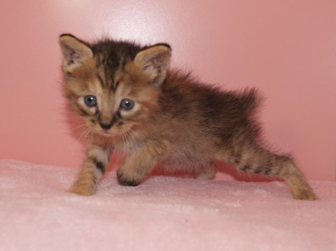 キジ三毛♀ ボブテイル
いつの