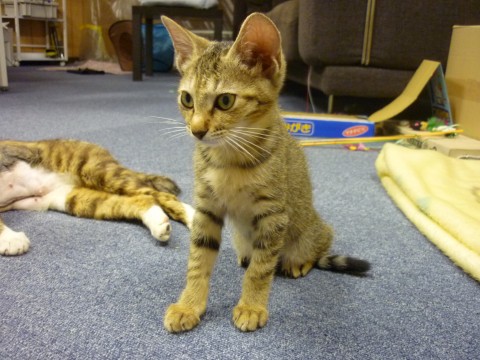 ■掲載No.27135の兄弟猫で