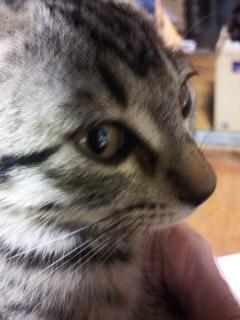 ひぃおばあちゃん猫がアメショのシ