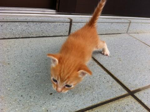 全身黒の虎模様で、しっぽが長く、