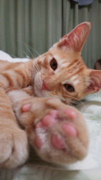 ◆被毛：茶トラ
◆瞳　：大きな