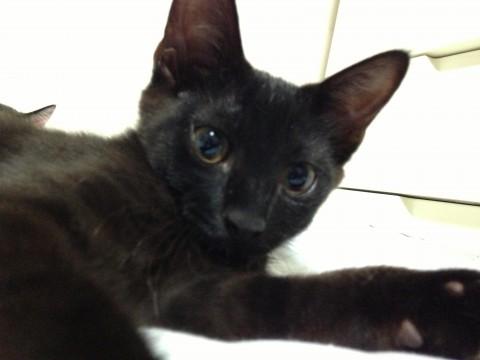 真っ黒な男の子です。
遊ぶ時は