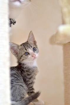 さみしやがり屋の甘えん坊です。