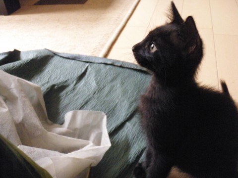 尻尾は真っ直ぐピカピカの黒猫ちゃ