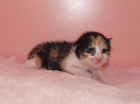 三毛♀　オレンジちゃん　カギ尻尾