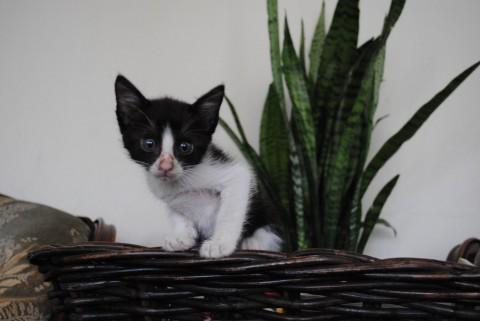 尻尾長く美猫。
割と落ち着いた