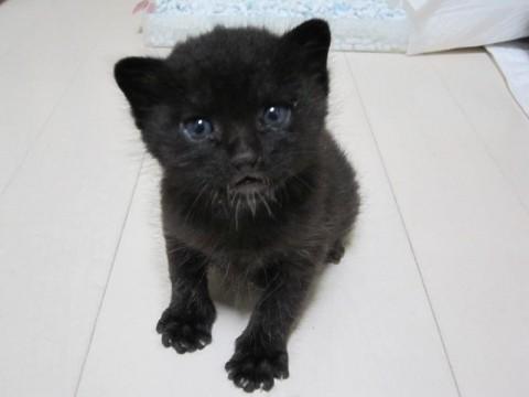 全体は黒色で、コグマのような顔立
