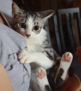 とっても目が大きく、美形な猫ちゃ