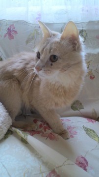 とても穏やかな猫さんです。
長