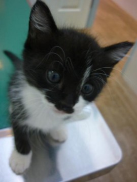 毛色：黒白

保護された４匹