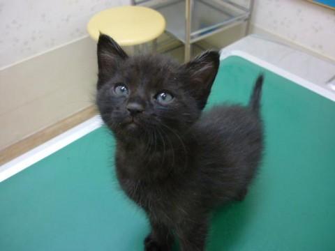 毛色：黒(短毛)

兄弟猫の