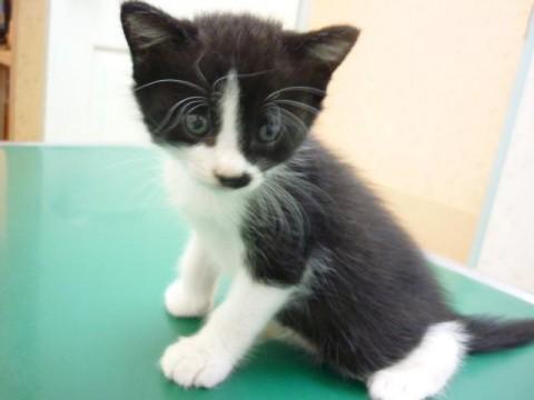 毛色：黒白

鼻が白く、黒い