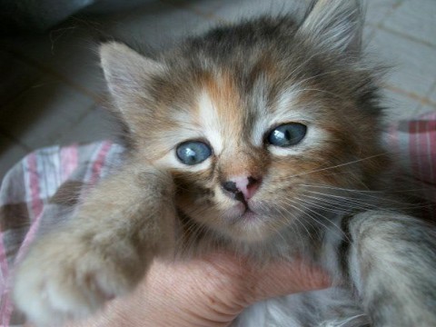お茶目な顔つき、可愛い目をしてい