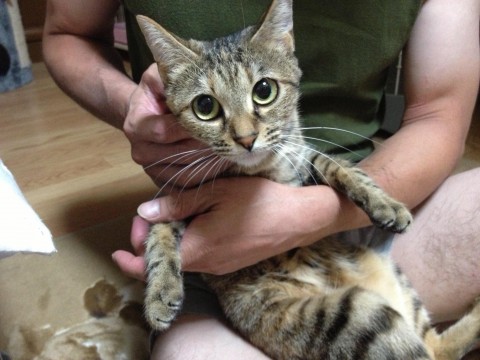 ずっと室内飼いをしておりますから