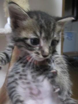 まるまるとした丸顔のかわいらしい