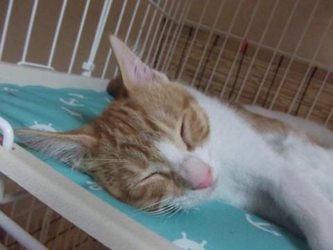 人馴れしている可愛い茶トラ白の男