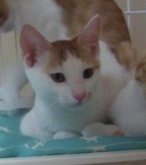 人馴れしている可愛い白トラの男の