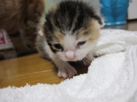 まだ目の開き立ての赤ちゃん猫、三