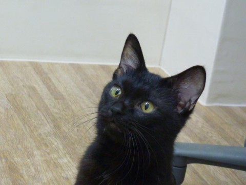 毛色：黒

とっても人懐っこ