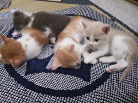 猫]福島県の里親募集 雑種の子猫。 メス 写真画