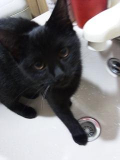 艶っぽい毛質の黒猫です。好奇心旺