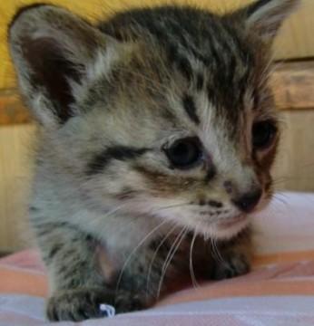 元気いっぱい、好奇心旺盛、人懐っ