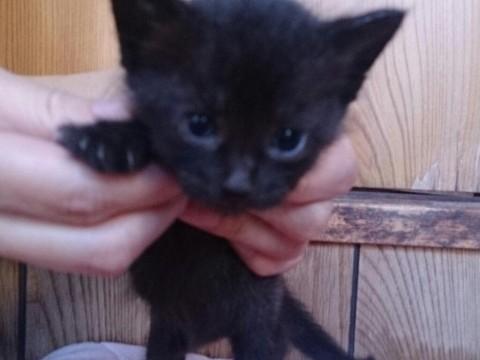 元気いっぱい、好奇心旺盛、人懐っ