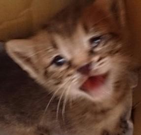 元気いっぱい、好奇心旺盛、人懐っ