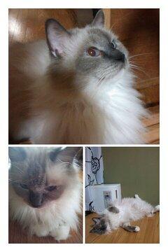 ラグドールです。毛並みがすごくい