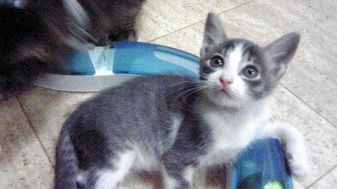 色はグレー×白　ほんのり肌色
