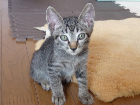 アイラインくっきりのイケメン君で