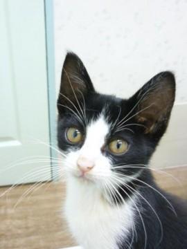 毛色：黒白

子猫でありなが