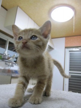 かわいい茶とらでかげとらくんと呼