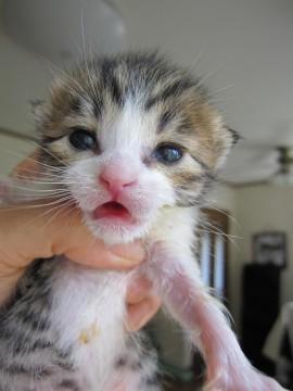 まだ目がはっきり開いていない赤ち