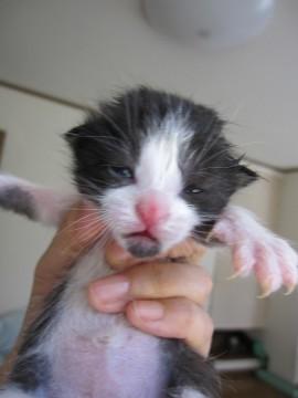 まだ目がはっきり開いていない赤ち