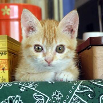 可愛いフワフワの子猫。薄茶の縞模