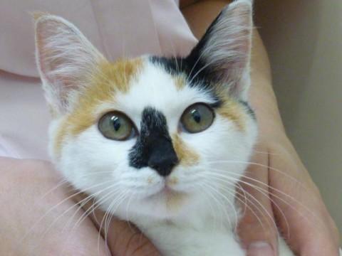 毛色：三毛


最初は少し