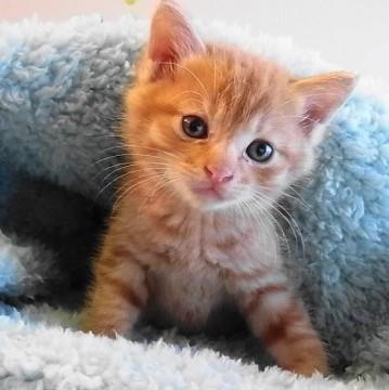 少し毛質が変わっていて
 もし