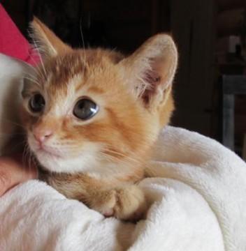 とっても可愛い猫ちゃんです(^-