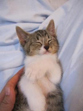 かわいいぽてぽてのきじしろでちょ