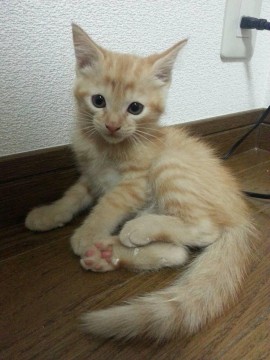 全身きれいな縞模様