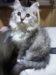他の兄弟猫と違い肉きゅうがピンク
