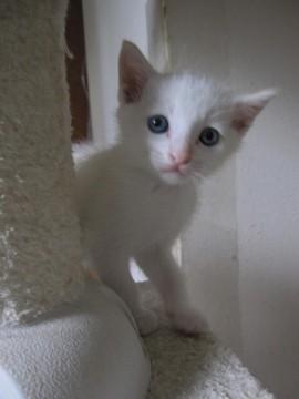 とてもきれいな白猫ちゃんで、耳の